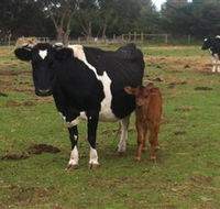 Animal Land Children's Farm - Kempsey Accommodation
