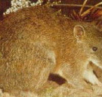 The Pines Flora and Fauna Reserve - Kempsey Accommodation