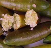 Sandy Creek Olives and Finger Limes - Kempsey Accommodation