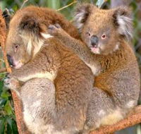Shoalhaven Zoo - Kempsey Accommodation