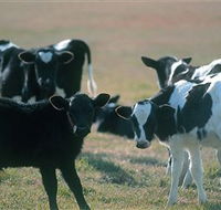 Bodalla Dairy Cheese Factory - Kempsey Accommodation