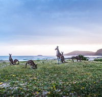 Pebbly Beach - Kempsey Accommodation