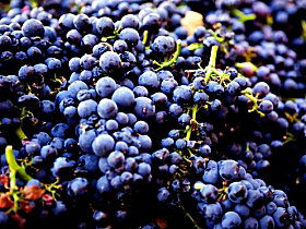 Nandroya Vineyard - Kempsey Accommodation 0