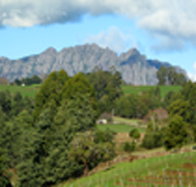 Lake Barrington Vineyard - Kempsey Accommodation