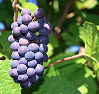 Tinderbox Vineyard - Kempsey Accommodation