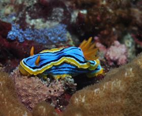 Coral Gardens Dive Site Mooloolaba - Kempsey Accommodation 1