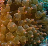 Coral Gardens Dive Site Mooloolaba - Kempsey Accommodation