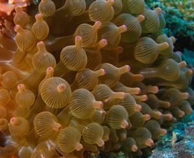 Coral Gardens Dive Site Mooloolaba - Kempsey Accommodation 0