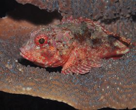 Coral Gardens Dive Site Mooloolaba - Kempsey Accommodation 2