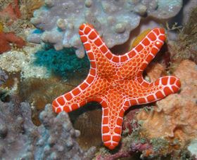 Coral Gardens Dive Site Mooloolaba - Kempsey Accommodation 3