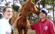 Bellarine Horse Riding Centre - thumb 1