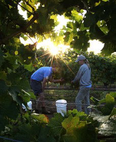 Oakdene Vineyards Restaurant And Cellar Door - Kempsey Accommodation 3