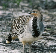Yongergnow Australian Malleefowl Centre - Kempsey Accommodation