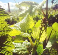 Punt Road Winery - Kempsey Accommodation