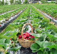 Blue Hills Berries  Cherries