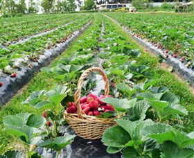 Blue Hills Berries & Cherries - Kempsey Accommodation 0