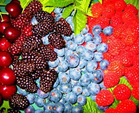 Blue Hills Berries & Cherries - Kempsey Accommodation 2