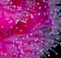 Yaringa Marine National Park - Kempsey Accommodation