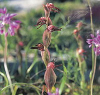 Carnamah-Eneabba Wildflower Drive - Kempsey Accommodation