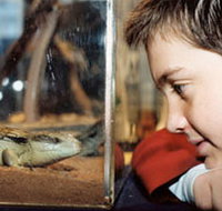 Canberra Reptile Zoo - Kempsey Accommodation