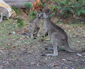 East Coast Adventure Bus - Kempsey Accommodation 4
