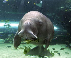SEA LIFE Sydney Aquarium - Kempsey Accommodation 1