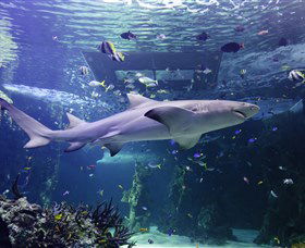 SEA LIFE Sydney Aquarium - Kempsey Accommodation 0