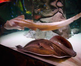 SEA LIFE Sydney Aquarium - Kempsey Accommodation 4