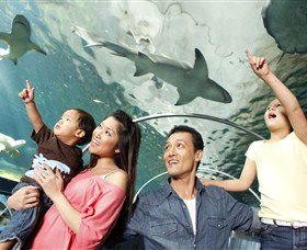 SEA LIFE Sydney Aquarium - Kempsey Accommodation 7
