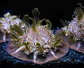 SEA LIFE Sydney Aquarium - Kempsey Accommodation 8