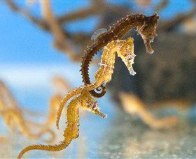 SEA LIFE Sydney Aquarium - Kempsey Accommodation 6