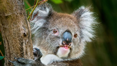 Brisbane Water National Park - Kempsey Accommodation 2