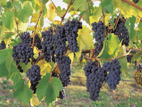 Hills Short Wine And Food Trail - Kempsey Accommodation 0