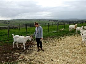Kangarilla Creamery - Kempsey Accommodation 2