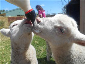 Animal Farm Goolwa - Kempsey Accommodation 1