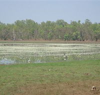 Leaning Tree Lagoon Nature Park - Kempsey Accommodation