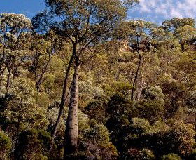 Ka Ka Mundi, Carnarvon National Park - Kempsey Accommodation 0