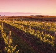 Ralph Fowler Wines - Kempsey Accommodation