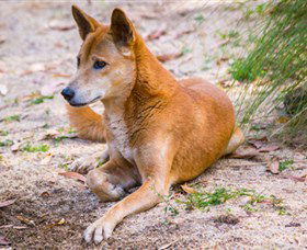 Territory Wildlife Park - Kempsey Accommodation 2