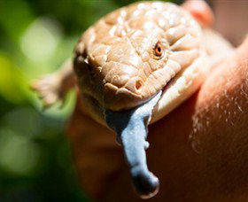 Territory Wildlife Park - Kempsey Accommodation 5