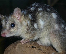 Territory Wildlife Park - Kempsey Accommodation 6
