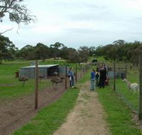 Avenue Emus - Kempsey Accommodation