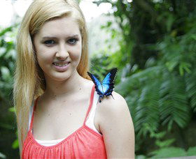 Australian Butterfly Sanctuary - Kempsey Accommodation 0