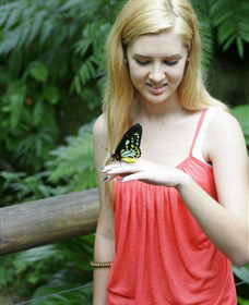 Australian Butterfly Sanctuary - Kempsey Accommodation 1