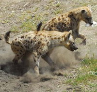 Altina Wildlife Park - Kempsey Accommodation