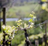 Mountainside Wines - Kempsey Accommodation