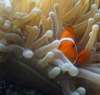 The Hangover Dive Site - Kempsey Accommodation
