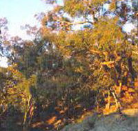 Mount Alexander Regional Park