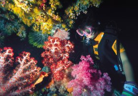 Bait Reef And Garys Lagoon Dive Site - Kempsey Accommodation 1