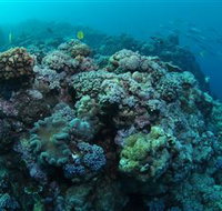 Manta Ray Drop Off Dive Site - Kempsey Accommodation
